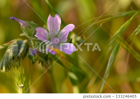 Delicate wildflower blooms amidst golden grasses in a tranquil meadow at sunset Delicate wildflower blooms amidst golden grasses in a tranquil meadow at sunset 133246405