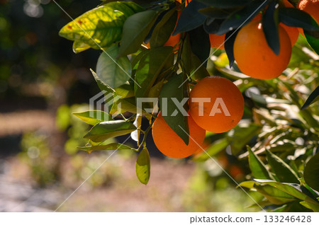 Bright oranges hanging from vibrant trees in a sunny orchard during an autumn afternoon harvest 133246428