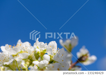 Blossoming white flowers contrast vividly against a bright blue sky in the heart of spring 133246429