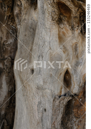 Captivating textures of ancient wood showcasing nature's artistry and resilience in a tranquil woodland setting Captivating textures of ancient wood showcasing nature's artistry and resilience in a tranquil woodland setting 133246469