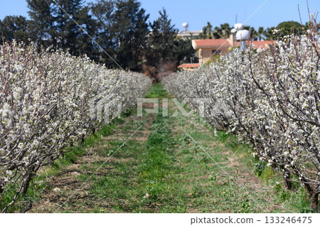 Blossoming orchards create a serene pathway in the heart of springtime beauty 133246475
