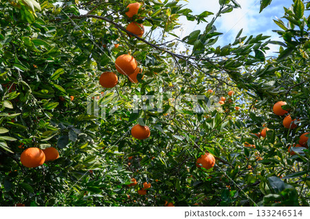 Lush orange orchard brimming with ripe fruit under a clear blue sky Lush orange orchard brimming with ripe fruit under a clear blue sky 133246514