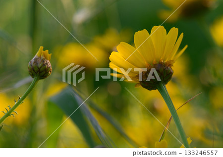 Vibrant yellow blossoms dancing in the warm sunlight of a lush green meadow 133246557