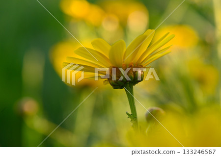 Bright yellow flower swaying gently in the soft breeze of a sunny meadow during the warm afternoon Bright yellow flower swaying gently in the soft breeze of a sunny meadow during the warm afternoon 133246567