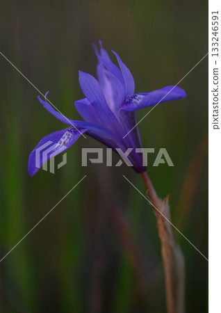 Vibrant purple flower blooms in a tranquil meadow during golden hour Vibrant purple flower blooms in a tranquil meadow during golden hour 133246591