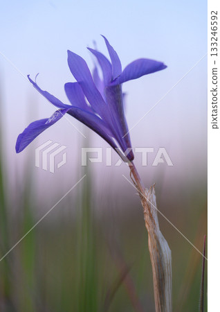 Blooming purple flower stands tall against a soft pastel sky at dawn 133246592