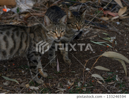 Playful tabby cats explore a leafy garden under a gentle sunset glow 133246594