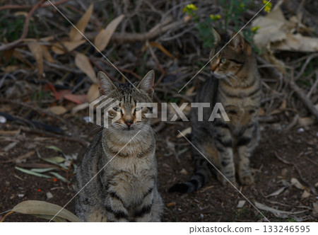 Stray cats resting in a serene garden surrounded by wildflowers during a peaceful afternoon 133246595