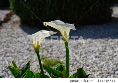 Elegant calla lilies bloom under a bright sun in a serene garden setting 133246733
