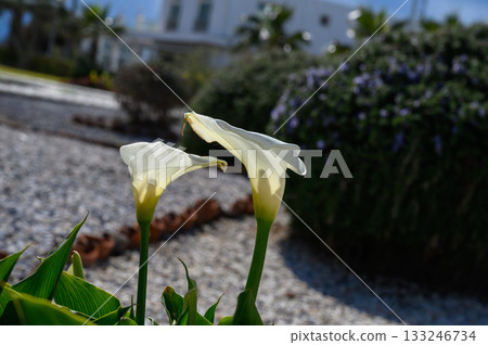 Two elegant calla lilies blooming in a sunny garden surrounded by lush greenery and vibrant flowers Two elegant calla lilies blooming in a sunny garden surrounded by lush greenery and vibrant flowers 133246734
