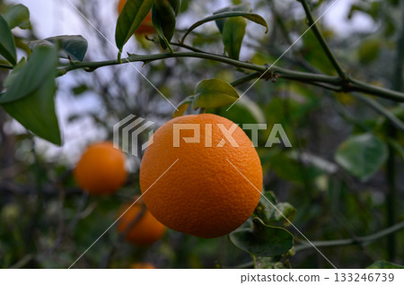 Vibrant orange fruit hanging on a branch in a lush outdoor orchard during twilight hours Vibrant orange fruit hanging on a branch in a lush outdoor orchard during twilight hours 133246739