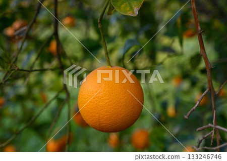 Oranges hanging from branches in a sunlit orchard filled with ripe fruit and vibrant green leaves Oranges hanging from branches in a sunlit orchard filled with ripe fruit and vibrant green leaves 133246746
