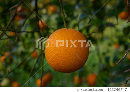 Juicy orange hanging from a vibrant tree in a sunlit orchard during a warm afternoon Juicy orange hanging from a vibrant tree in a sunlit orchard during a warm afternoon 133246747