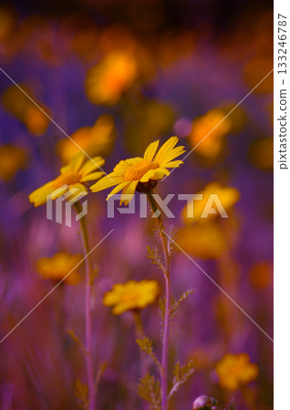 Vivid daisies bloom under a sunset sky in a magical purple hued garden 133246787