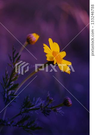 Golden flower blooms at dusk, surrounded by violet hues and soft shadows in a serene landscape 133246788
