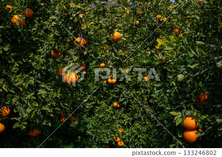 Lush orange grove filled with ripe fruits under the bright sun on a clear day in mid-autumn Lush orange grove filled with ripe fruits under the bright sun on a clear day in mid-autumn 133246802