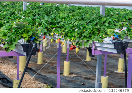 Growing a vibrant strawberry farm in a sunny greenhouse during the peak of summer harvest season Growing a vibrant strawberry farm in a sunny greenhouse during the peak of summer harvest season 133246879