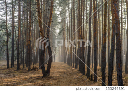 Misty morning stroll through a tranquil pine forest at dawn Misty morning stroll through a tranquil pine forest at dawn 133246891