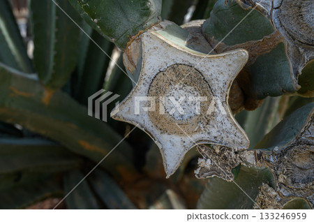 Unique star-shaped succulent grows amidst green foliage under the sunlight in a serene landscape Unique star-shaped succulent grows amidst green foliage under the sunlight in a serene landscape 133246959