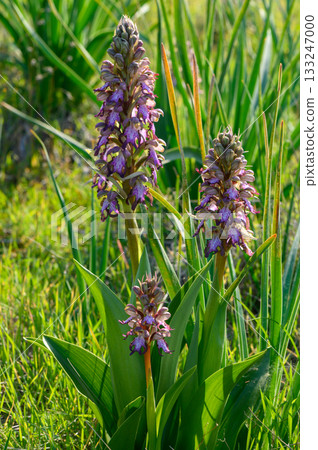 Wild orchids bloom vibrantly in a sunlit meadow during springtime 133247000
