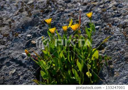Wildflowers bloom vibrantly on rocky terrain under the warm sunlight of late afternoon 133247001