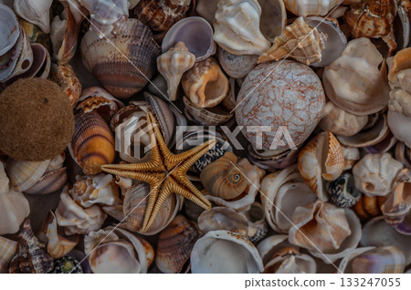 Colorful seashells and a starfish scattered on sandy beach surface at sunset near calm ocean waves Colorful seashells and a starfish scattered on sandy beach surface at sunset near calm ocean waves 133247055