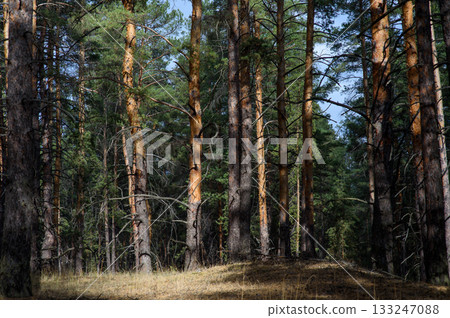 Sunlight filters through towering pine trees in a serene forest landscape during Sunlight filters through towering pine trees in a serene forest landscape during 133247088