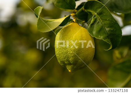 Fresh lemon hanging from a vibrant tree branch in a sunny orchard during late afternoon light 133247138