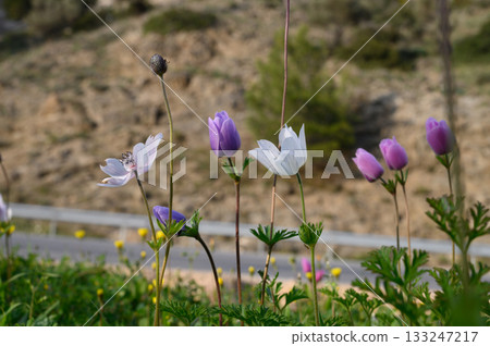 Vibrant wildflowers bloom along a winding road in the countryside during a sunny spring afternoon 133247217