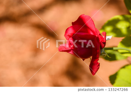 Red Rose Bud on Blurred Background 133247266