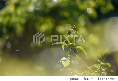 Rose Bud with Bokeh Background Rose Bud with Bokeh Background 133247268