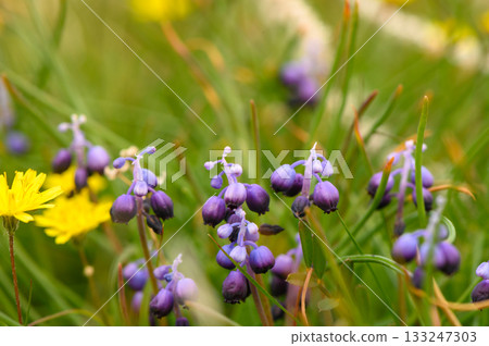 Beautiful spring wildflowers flourish in a vibrant meadow adorned with purple and yellow blooms Beautiful spring wildflowers flourish in a vibrant meadow adorned with purple and yellow blooms 133247303