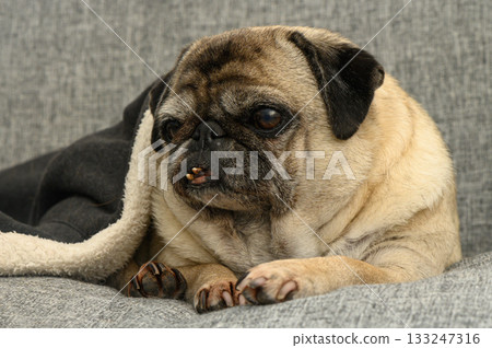 Pug nestled comfortably on a gray couch wrapped in a cozy blanket during a quiet afternoon Pug nestled comfortably on a gray couch wrapped in a cozy blanket during a quiet afternoon 133247316
