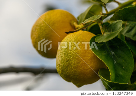 Fresh lemons hanging from vibrant green leaves under a cloudy sky in a tranquil orchard Fresh lemons hanging from vibrant green leaves under a cloudy sky in a tranquil orchard 133247349
