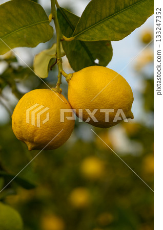 Sun-kissed lemons hanging from lush green branches in an orchard at golden hour Sun-kissed lemons hanging from lush green branches in an orchard at golden hour 133247352