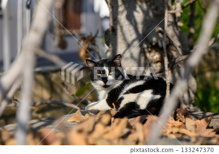Black and white cat lounges among autumn leaves under a sunlit tree in a peaceful garden 133247370