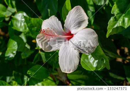 White hibiscus bloom in Cyprus garden 133247371