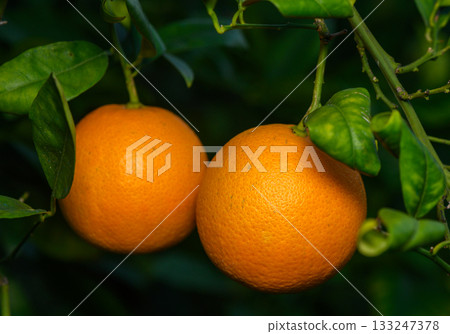 Juicy oranges hanging from vibrant green branches under soft sunlight in a tranquil citrus grove Juicy oranges hanging from vibrant green branches under soft sunlight in a tranquil citrus grove 133247378