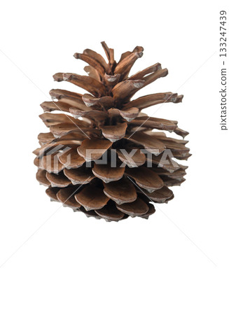 Large Pine Cone on White Background Large Pine Cone on White Background 133247439