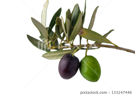 Fresh black and green olives on twig isolated on white background Fresh black and green olives on twig isolated on white background 133247446
