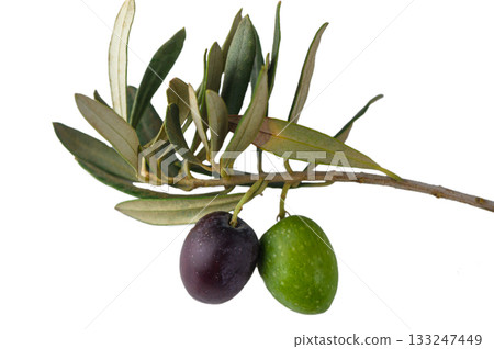 Black and green olives on branch isolated on white background Black and green olives on branch isolated on white background 133247449