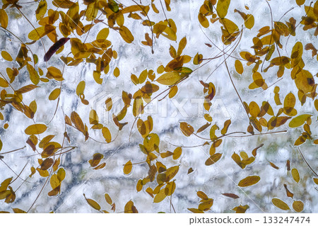Leaves on the pane of a skylight Leaves on the pane of a skylight 133247474