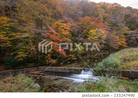 Autumn leaves at Hanazono Valley in Kitaibaraki City Autumn leaves at Hanazono Valley in Kitaibaraki City 133247490