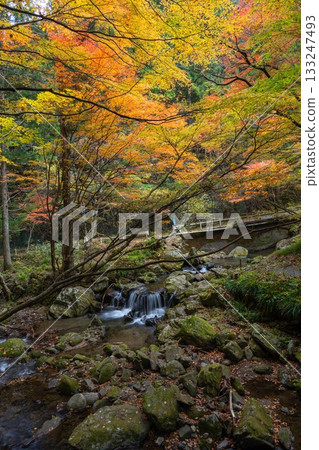 Autumn leaves at Hanazono Valley in Kitaibaraki City 133247493