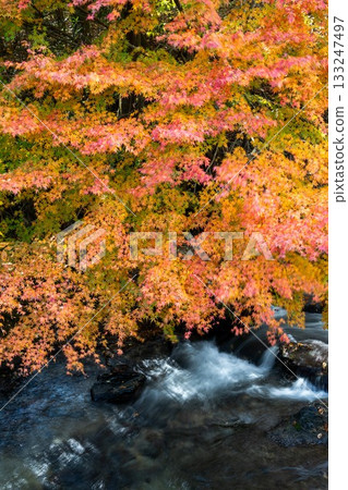 北茨城市花園谷的紅葉 133247497