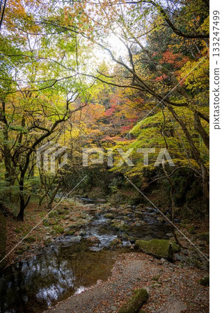 Autumn leaves at Hanazono Valley in Kitaibaraki City 133247499