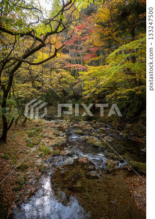 Autumn leaves at Hanazono Valley in Kitaibaraki City 133247500