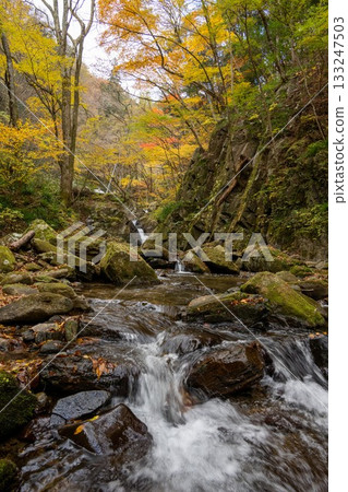 Autumn leaves at Hanazono Valley in Kitaibaraki City Autumn leaves at Hanazono Valley in Kitaibaraki City 133247503
