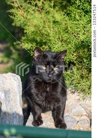 Mysterious black cat exploring a sunlit garden surrounded by lush greenery Mysterious black cat exploring a sunlit garden surrounded by lush greenery 133247514