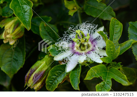 Vibrant passionflower in full bloom amidst lush green fol Vibrant passionflower in full bloom amidst lush green fol 133247515
